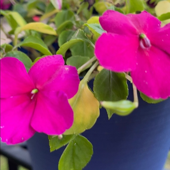 Meet your Posher, Paulette - Picture 1 of 1